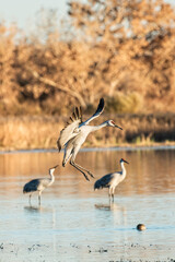 Sandhill Crane landing in late afternoon at Bosque del Apache, New Mexico