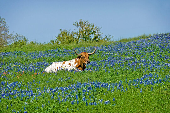 Texas Longhorn Steer resting in a field of wildflowers including blue bonnets and paintbrush