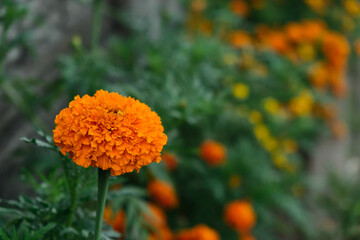 Yellow and orange marigold flowers (tagetes) in bloom