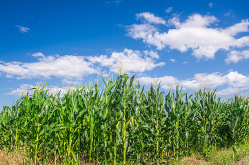 Obraz premium 安曇野の鮮やかなデントコーン畑