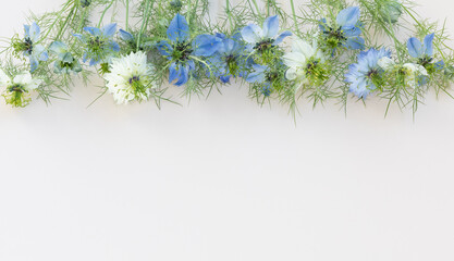 Blue and white nigella flowers on white background. Minimalistic floral composition, top view and flat lay