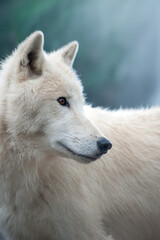 White wolf on the background of the mystical forest.