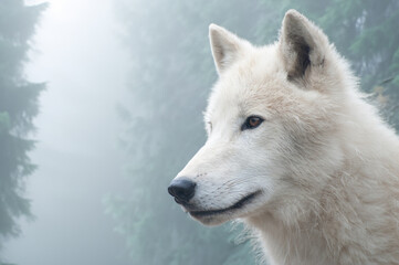 White wolf on the background of the mystical forest.