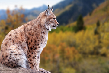 Close-up portrait of an Eurasian Lynx in autumn forest (Lynx lynx)