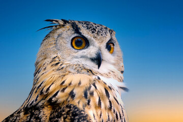 funny owl  close up
