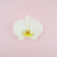 One white orchid flower on a light pink background. Floral design. Top view, tropical flower. Phalaenopsis close up.	