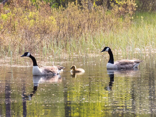 country goose family swimming with there chicken