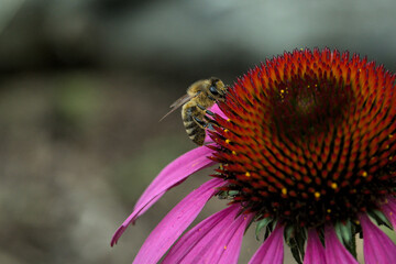 Pink and purple coneflowers in the garden with a bee collecting nectar.