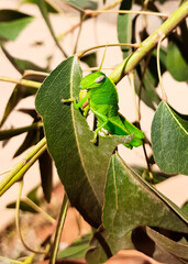 Obraz premium green Grasshopper eating and destroying leaves