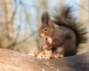 European red squirrel sitting on a tree trunk next to a pile of nuts