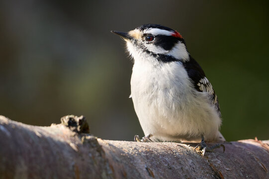 Downy Woodpecker
