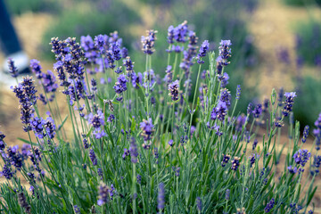 Naklejka premium Close-up image of beautiful summer flowering, Lavender, purple flowers in Terracotta pots