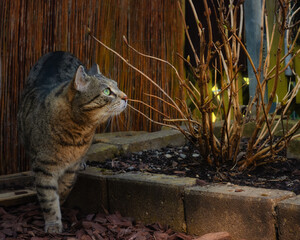 Tabby cat patrolling along a bamboo fence and looking for prey