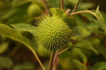 Spiny Fruit Looking Plant