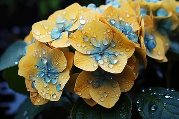 Foto auf Leinwand  yellow blue hydrangea flowers with rain drops. Droplets Hydrangea flower blossom Blue Sky macrophylla, macro closeup. © nnattalli