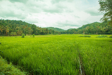 Green rice field in beautiful village