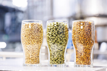 Glasses with various malted grain, wheat. Craft beer brewing from grain barley malt. Ingredients for brewers factory