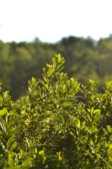Green bush branch closeup 
