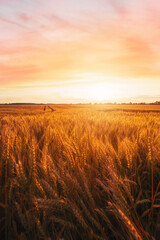 Ripe wheat in a large wheat field waiting to be harvested at a beautiful sunset - 627420317