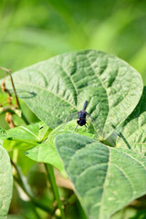 closeup the dark blue dragonfly hold on french bean plant leaf soft focus natural green brown background.