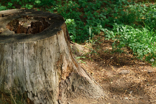 an old rotten stump with roots sticking out of the ground overgrown with moss in the forest texture around grass trees and winding paths