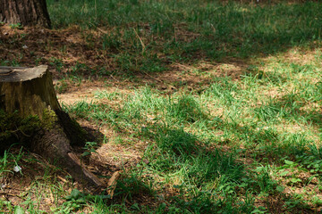 Fototapeta premium an old rotten stump with roots sticking out of the ground overgrown with moss in the forest texture around grass trees and winding paths