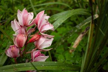 garden orchids yellow and pink flowers green plants