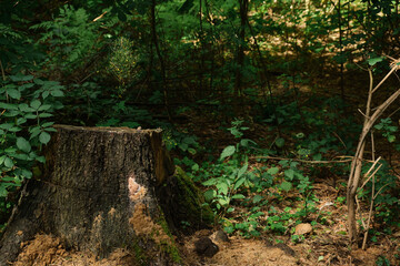 an old rotten stump with roots sticking out of the ground overgrown with moss in the forest texture around grass trees and winding paths