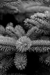 Close-up of pine leaves