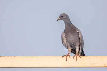 A young pigeon resting