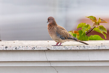 A Laughing Dove resting