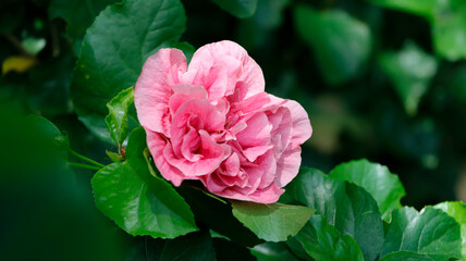Pink roses blooming with natural background.