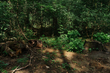 Fototapeta premium an old rotten stump with roots sticking out of the ground overgrown with moss in the forest texture around grass trees and winding paths