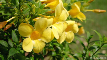 Allamanda Cathartica flower blooming in sunlight.