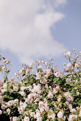 clouds and blue sky behind pink vintage mini roses