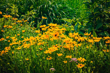 Plants, nature, entrance, bugambilia, garden, grass,