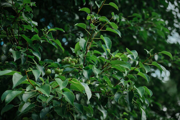 Green cooking apples growing on an old fruit tree, with a blurred background with dappled light shining through the branches