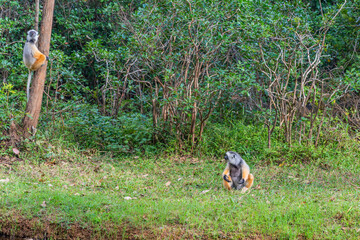 A sifaka at the rainforest of Andasibe