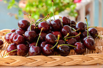 New harvest of fresh ripe dark red cherry berry in Provence, France close up