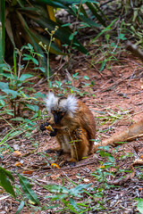 Female black lemur, Eulemur macaco, face detail portrait with yellow eye.