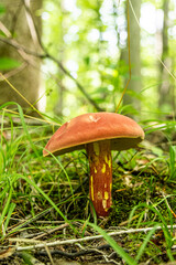 mushrooms in the meadow