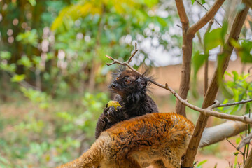 Black lemur, Eulemur macaco, face detail portrait with yellow eye.