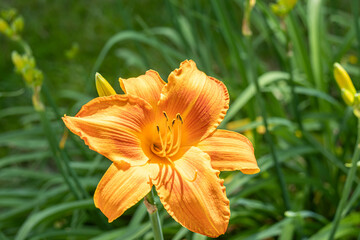 Plants, nature, entrance, bugambilia, garden, grass,