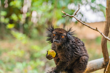 Black lemur, Eulemur macaco, face detail portrait with yellow eye.
