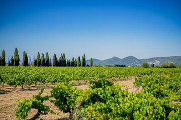 Fototapeta na wymiar Vignoble en Provence