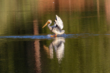 Great White Pelican