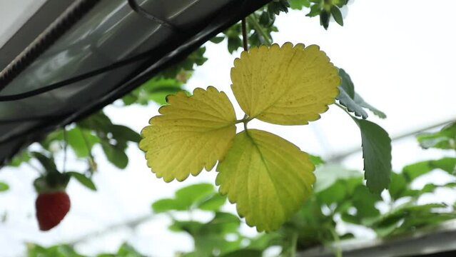 Hydroponic Strawberries