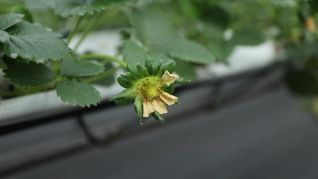 Hydroponic Strawberries