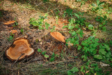 an old rotten stump with roots sticking out of the ground overgrown with moss in the forest texture around grass trees and winding paths