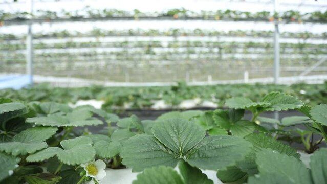 Hydroponic Strawberries